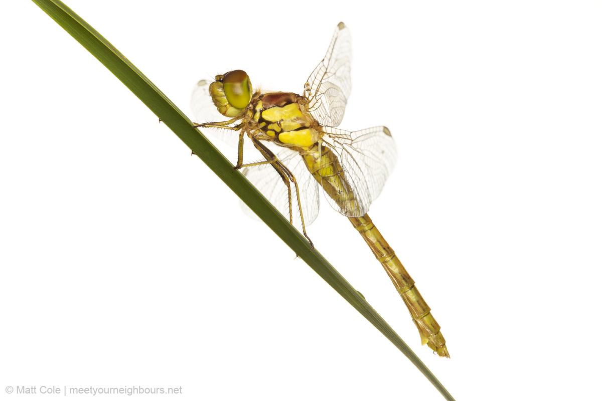 MYN Common Darter 5